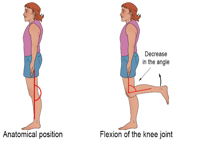 The knee joint flexion occurs when you bend your knee from the anatomical position. Flexion occurs because there is a decrease in angle between the calf and thigh.